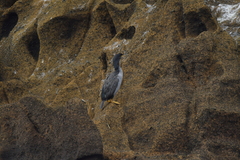 Phalacrocorax featherstoni