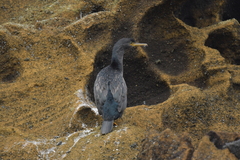 Phalacrocorax featherstoni
