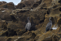 Phalacrocorax featherstoni