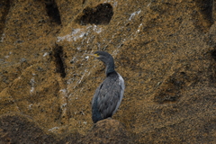 Phalacrocorax featherstoni