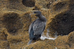 Phalacrocorax featherstoni