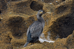 Phalacrocorax featherstoni