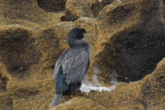 Phalacrocorax featherstoni