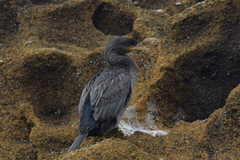 Phalacrocorax featherstoni