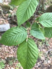 Ostrya carpinifolia