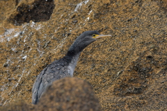 Phalacrocorax featherstoni