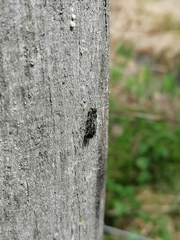 Chelostoma florisomne