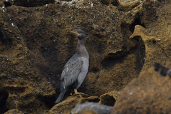 Phalacrocorax featherstoni