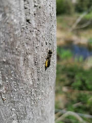 Chelostoma florisomne
