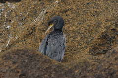 Phalacrocorax featherstoni