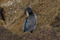Phalacrocorax featherstoni