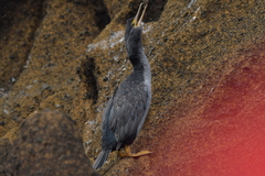 Phalacrocorax featherstoni