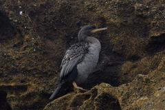 Phalacrocorax featherstoni