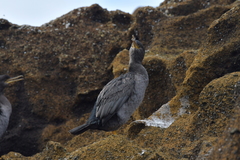 Phalacrocorax featherstoni