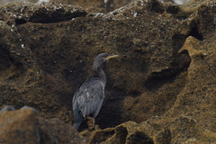 Phalacrocorax featherstoni