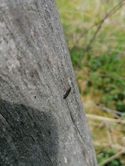 Monosapyga clavicornis