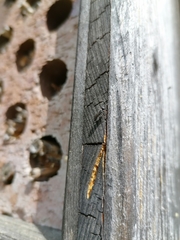 Passaloecus