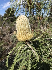 Banksia speciosa