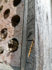 Passaloecus