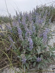 Lupinus westianus