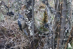 Lophophanes dichrous