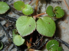 Gonocarpus micranthus micranthus