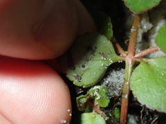 Gonocarpus micranthus micranthus