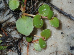 Gonocarpus micranthus micranthus