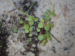Gonocarpus micranthus micranthus