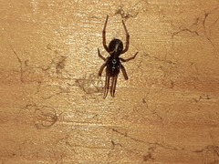 Steatoda albomaculata