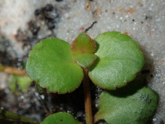 Gonocarpus micranthus micranthus