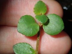 Gonocarpus micranthus micranthus