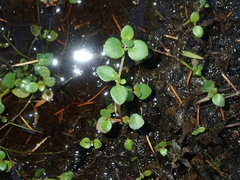 Gonocarpus micranthus micranthus