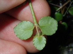Gonocarpus micranthus micranthus