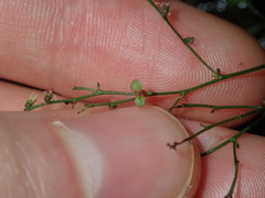 Gonocarpus micranthus micranthus