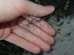 Gonocarpus micranthus micranthus