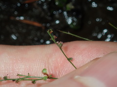Gonocarpus micranthus micranthus
