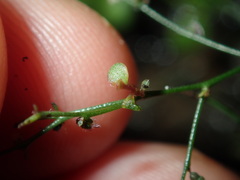 Gonocarpus micranthus micranthus