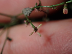 Gonocarpus micranthus micranthus