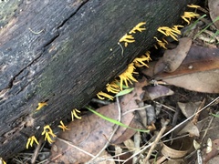 Calocera guepinioides