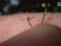 Gonocarpus micranthus micranthus