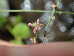 Gonocarpus micranthus micranthus