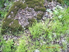 Floerkea proserpinacoides