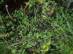 Gonocarpus micranthus micranthus