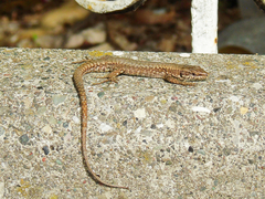 Podarcis muralis