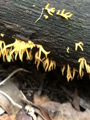Calocera guepinioides