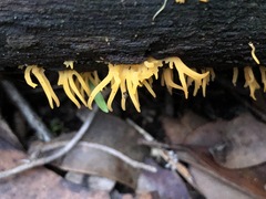 Calocera guepinioides