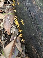 Calocera guepinioides