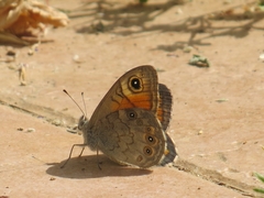 Lasiommata maera