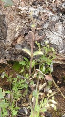 Lysimachia linum-stellatum